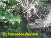/home//u458753944/public_html/sourcegallery///////////Frogs/More bullfrogs/P6270798.JPG